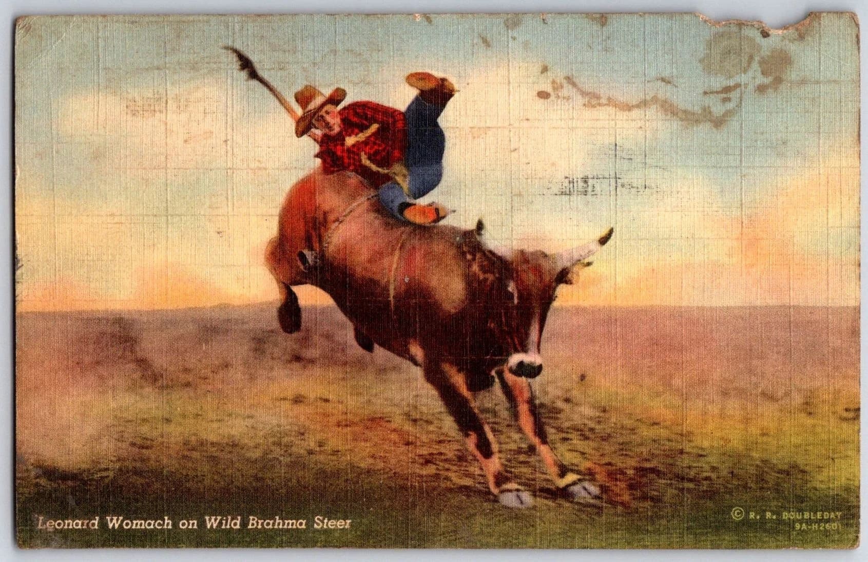 Leonard Womach Wild Brahma Steer Rodeo R R Doubleday 1939 Linen Postcard