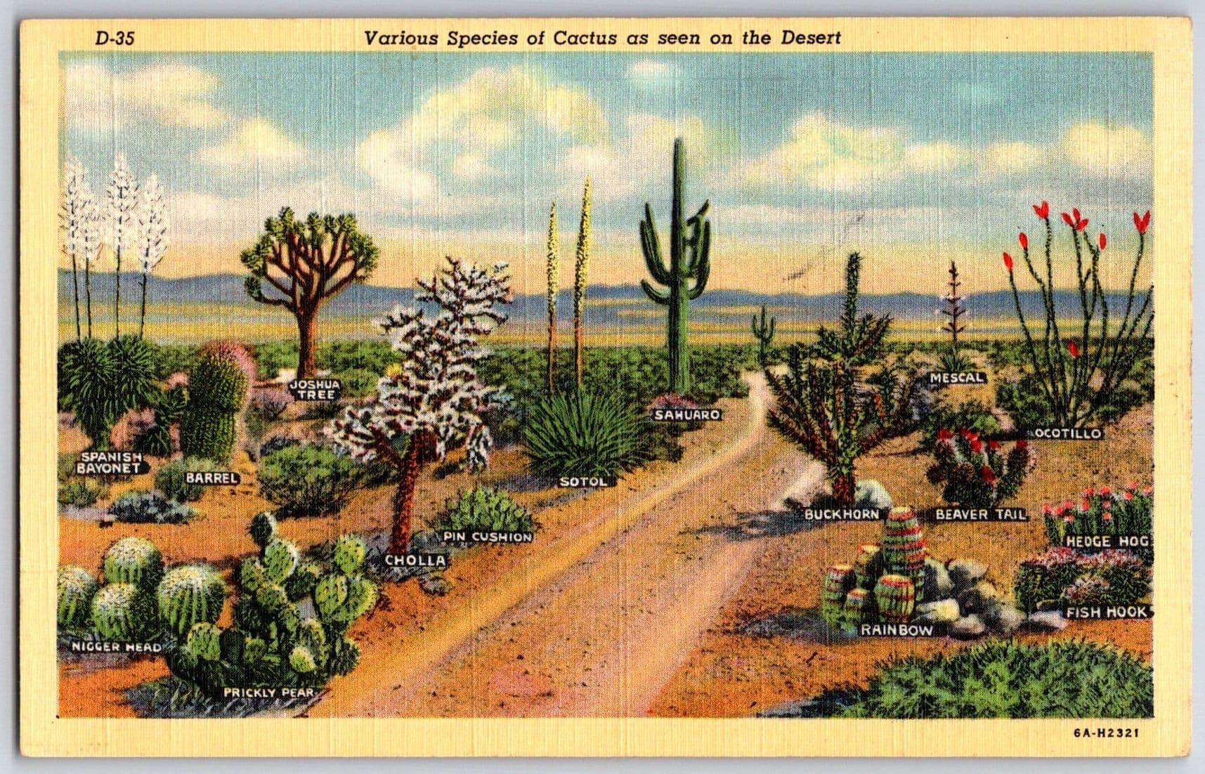 VARIOUS SPECIES OF CACTUS Desert United States Linen Postcard
