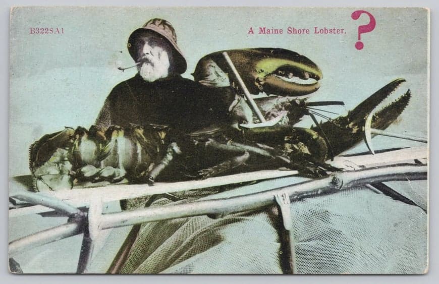 A Maine Shore Lobster?