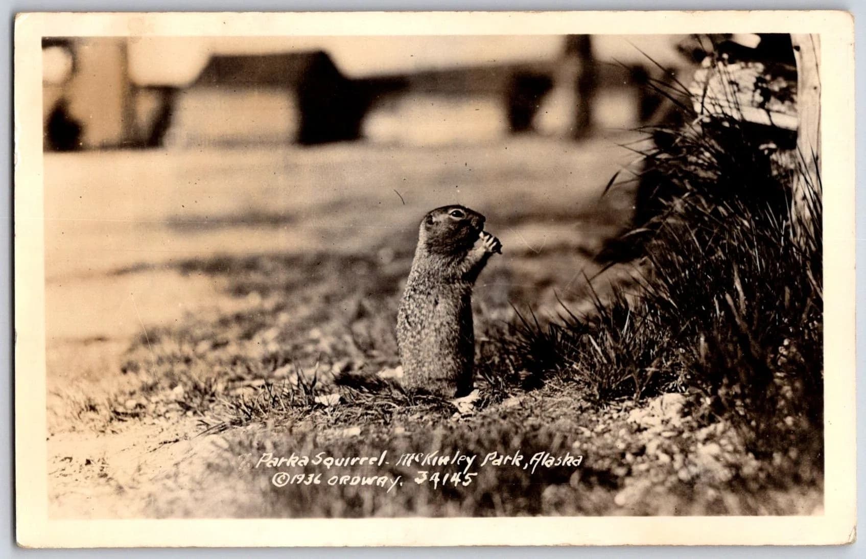 1936 McKinley Park Alaska AK Parka Squirrel Arctic Ground Squirrel Denali RPPC