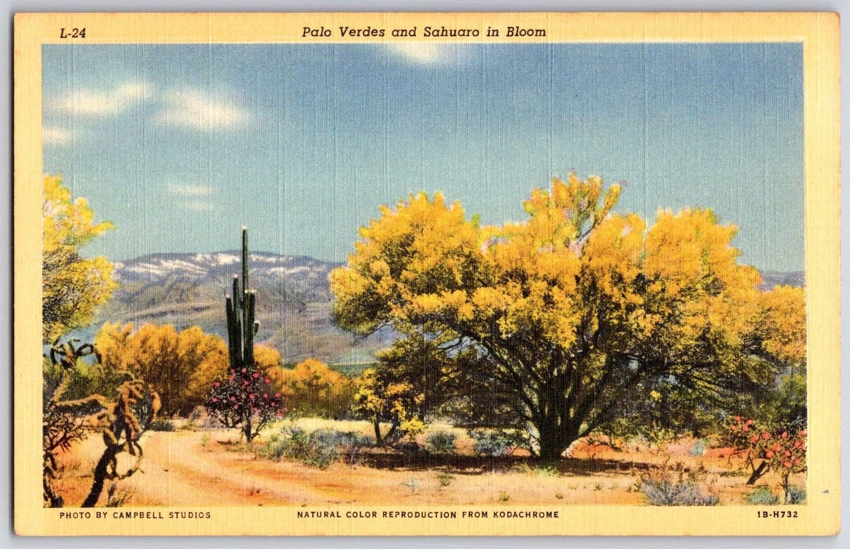 PALO VERDES AND SAHUARO Arizona Desert Bloom Postcard