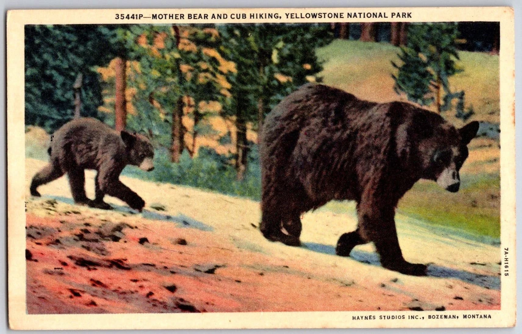 Yellowstone Norris Geyser Basin Bear Cub Haynes Studios 1937 Postcard