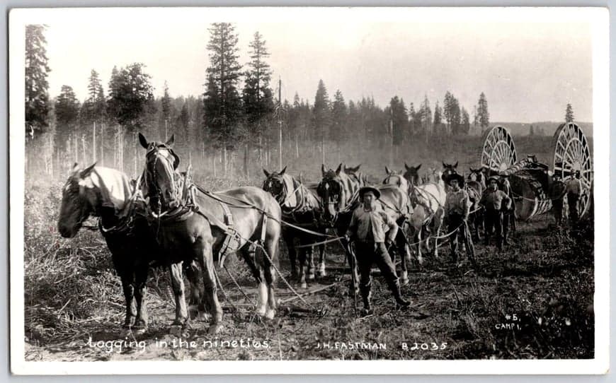 LOGGING IN THE NINETIES Horse Logging skidder RPPC