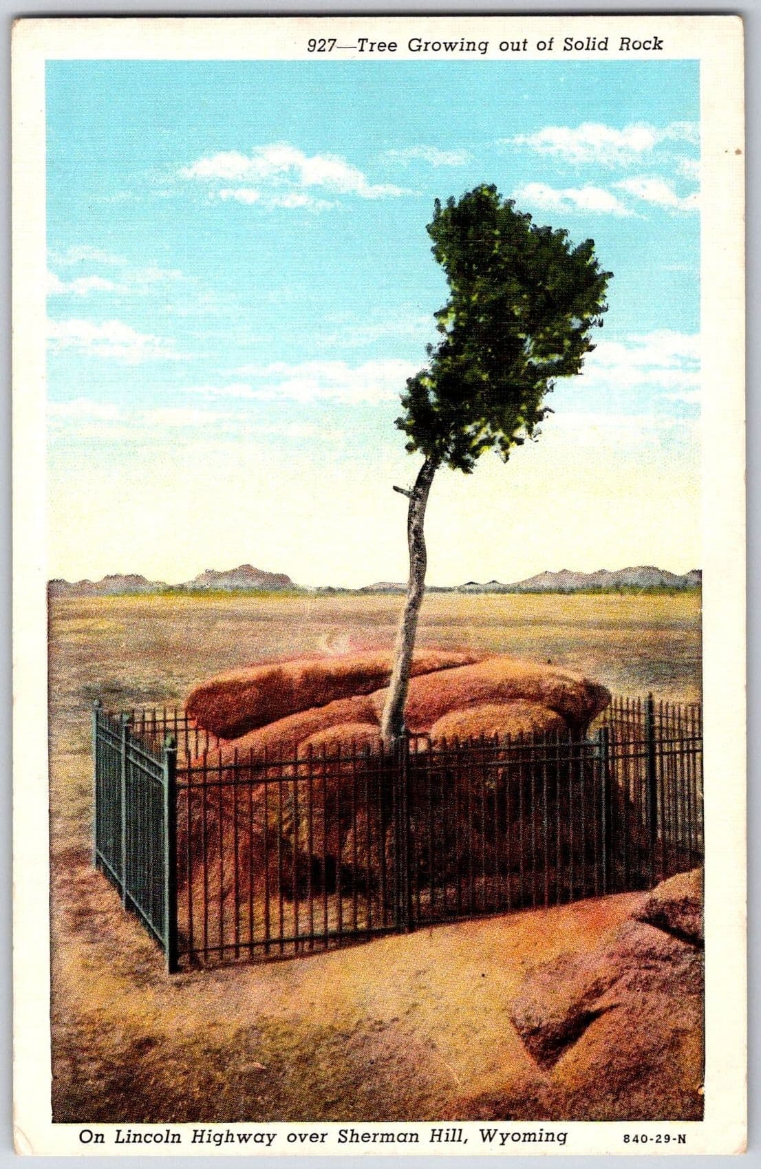 TREE GROWING OUT OF SOLID ROCK Lincoln Highway Sherman Hill Wyoming Postcard